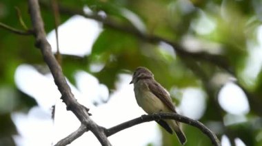 Vahşi doğada bir ağaç gri-kahverengi renk tünemiş kuş (Asya kahverengi sinekkapan, Muscicapa dauurica, Siamensis)