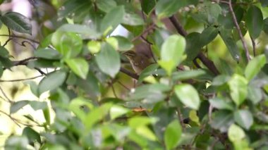 Kuş (genel tailorbird) parlak renkli kuş, parlak yeşil üst parçaları ve bir ağaç vahşi doğada krem alt parçaları tünemiş