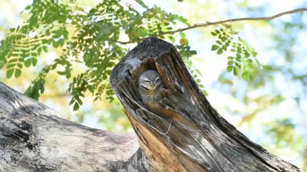 斑点枭 雅典娜兰那布拉马 猫头鹰 黑色和白色的颜色栖息在一个自然野生的树 — 图库视频影像