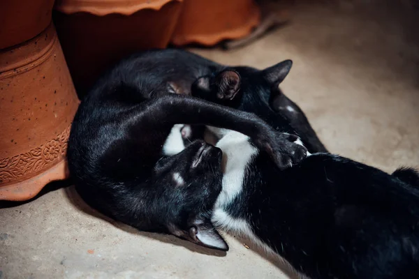 고양이 우유를 신생아 사랑으로 어머니 고양이 — 스톡 사진