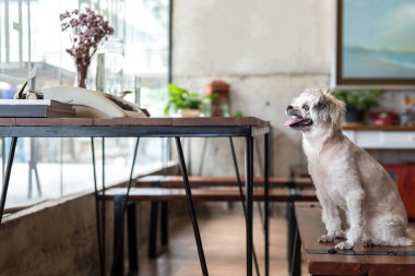 Shih-Tzu, Pomeranian ve resepsiyon ve Cafe kahve dükkanı veya fırın dondurma Restoran ilgi ile seyir bir şey vintage daktilolu sandalyede oturan kaniş köpek çok tatlı karışık doğurmak