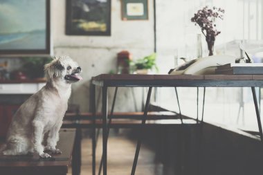 Shih-Tzu, Pomeranian ve resepsiyon ve Cafe kahve dükkanı veya fırın dondurma Restoran ilgi ile seyir bir şey vintage daktilolu sandalyede oturan kaniş köpek çok tatlı karışık doğurmak