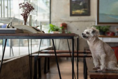 Shih-Tzu, Pomeranian ve resepsiyon ve Cafe kahve dükkanı veya fırın dondurma Restoran ilgi ile seyir bir şey vintage daktilolu sandalyede oturan kaniş köpek çok tatlı karışık doğurmak