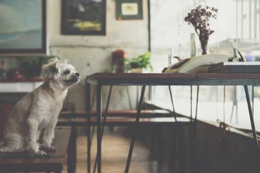 Shih-Tzu, Pomeranian ve resepsiyon ve Cafe kahve dükkanı veya fırın dondurma Restoran ilgi ile seyir bir şey vintage daktilolu sandalyede oturan kaniş köpek çok tatlı karışık doğurmak