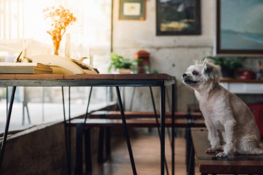 Shih-Tzu, Pomeranian ve resepsiyon ve Cafe kahve dükkanı veya fırın dondurma Restoran ilgi ile seyir bir şey vintage daktilolu sandalyede oturan kaniş köpek çok tatlı karışık doğurmak