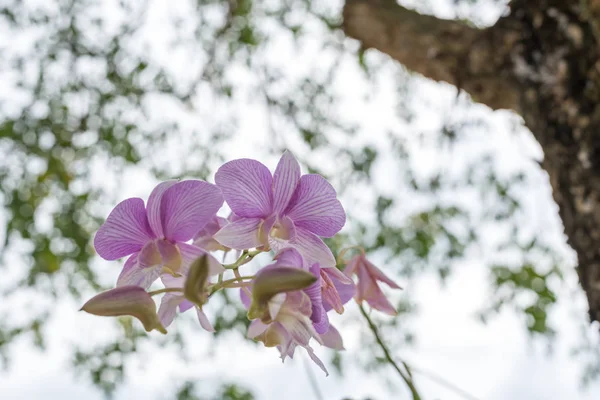 Flower (Orchidaceae or Orchid Flower) purple and white color, Naturally beautiful flowers in the garden