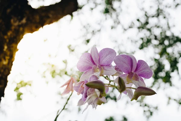 Flor Orchidaceae Flor Orquídea Color Púrpura Blanco Flores Naturalmente Hermosas —  Fotos de Stock