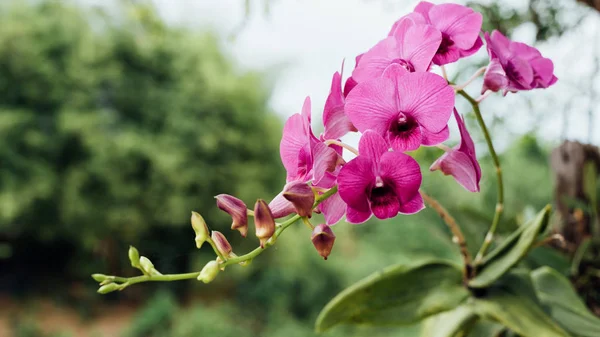 Flower (Orchidaceae or Orchid Flower) purple and pink color, Naturally beautiful flowers in the garden