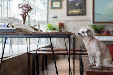 Shih-Tzu, Pomeranian ve resepsiyon ve Cafe kahve dükkanı veya fırın dondurma Restoran ilgi ile seyir bir şey vintage daktilolu sandalyede oturan kaniş köpek çok tatlı karışık doğurmak