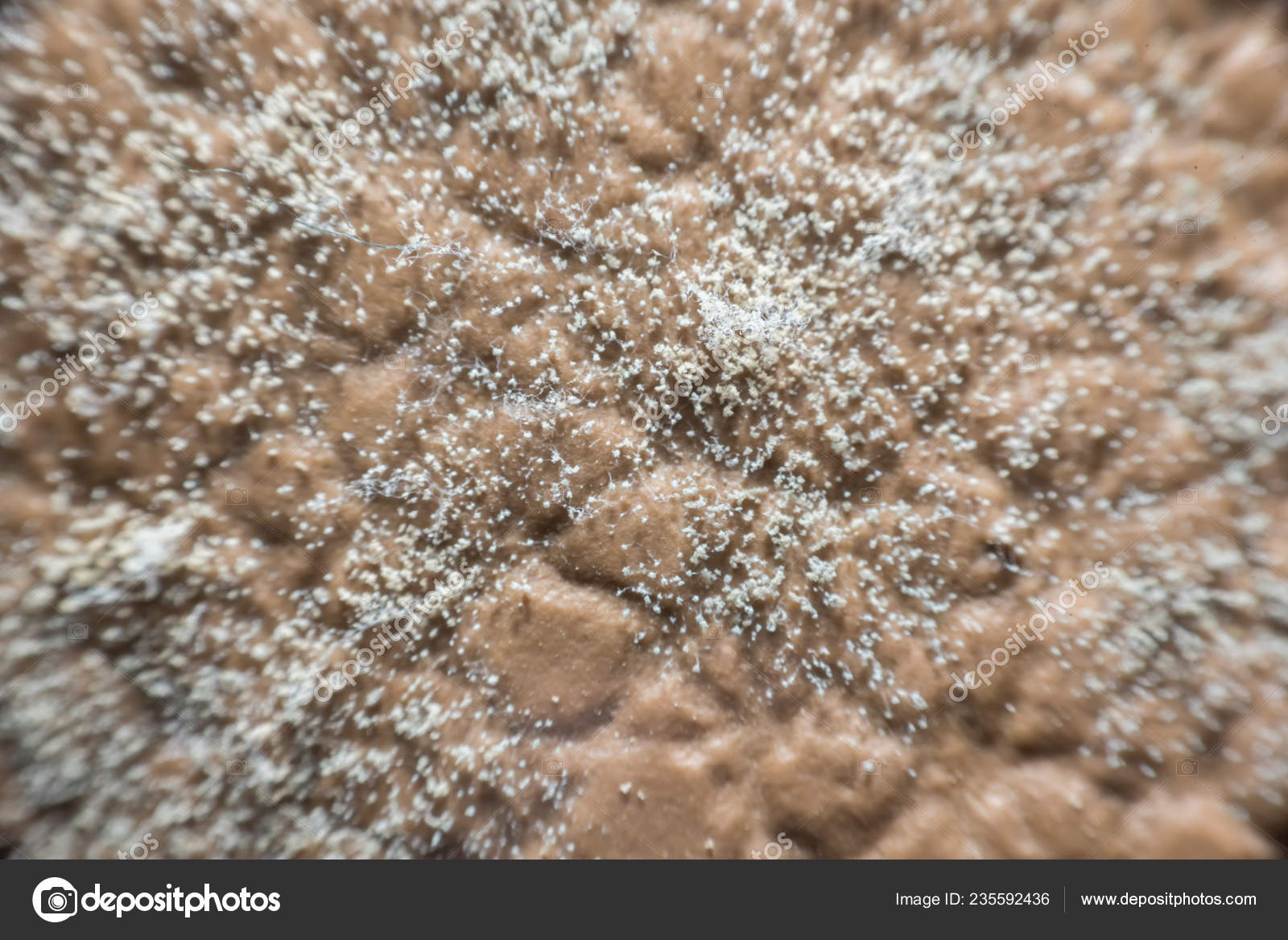 Macro Des Spores Moisissure Cultivées Sur Peau Cuir Les Moisissures — Photo  de stock par ©PongMoji - 235592436, image size:1600x1168