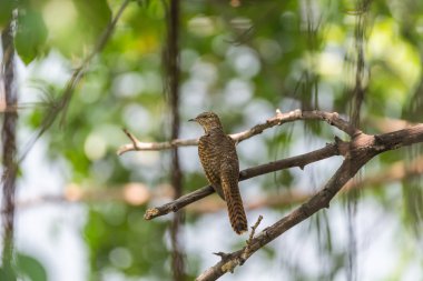 Kuş (ağlamaklı guguk kuşu, Chrysococcyx merulinus) siyah, sarı, kahverengi ve turuncu renk vahşi doğada bir ağaç üzerinde tünemiş