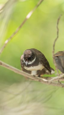 İki kuş (Malezya tarihimin alaca, Rhipidura javanica) siyah ve beyaz renk olan çift, arkadaşlar veya vahşi doğada ağaca tünemiş kardeşleri