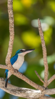 Vahşi doğa mangrov ağaçta kuş (yakalı yalıçapkını, beyaz yakalı kingfisher) mavi renkli ve beyaz yaka boyun etrafında tünemiş