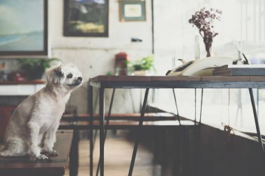 Shih-Tzu, Pomeranian ve resepsiyon ve Cafe kahve dükkanı veya fırın dondurma Restoran ilgi ile seyir bir şey vintage daktilolu sandalyede oturan kaniş köpek çok tatlı karışık doğurmak