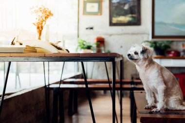 Shih-Tzu, Pomeranian ve resepsiyon ve Cafe kahve dükkanı veya fırın dondurma Restoran ilgi ile seyir bir şey vintage daktilolu sandalyede oturan kaniş köpek çok tatlı karışık doğurmak
