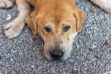 Tay kahverengi sokak köpeği memeli bir hayvan türü ve çok şeker katta uyuyan ve seyir bir şey ile yalnız evde beslenen hayvan ve özledim