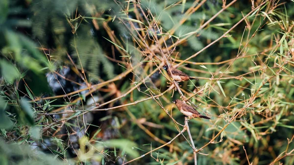 鳞片状排 Munia Lonchura Punctulata 白色和褐色的颜色栖息在树上的自然野生 — 图库照片