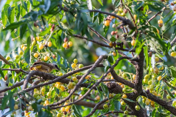 Ptak Żółty Vented Bulbul Pycnonotus Goiavier Czarny Żółty Brązowy Kolor — Zdjęcie stockowe