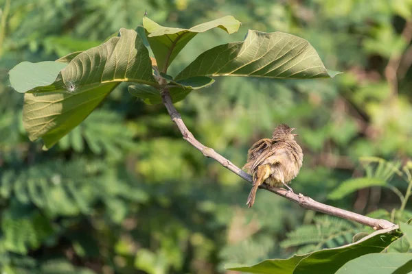 Bird Streak Eared Bulbul Pycnonotus Blanfordi Brown Color Perched Tree — Stock Photo, Image