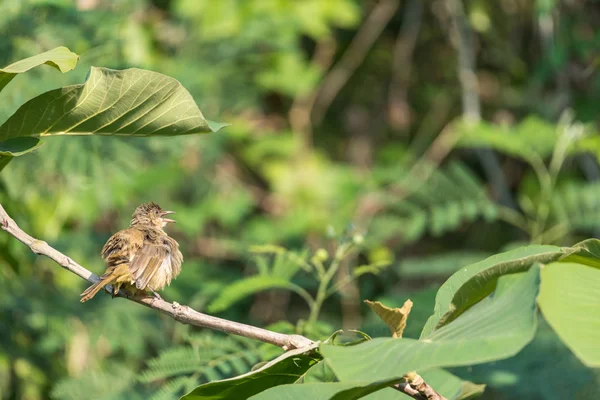 野生の自然の木に腰掛け鳥 ヒヨドリのストリーク耳 Pycnonotus Blanfordi ブラウン色 — ストック写真