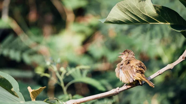 Vogel Streak Eared Buulbuuls Pycnonotus Blanfordi Bruine Kleur Zat Een — Stockfoto