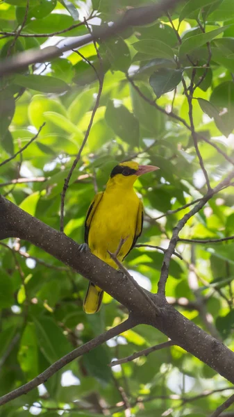 Vogel Schwarz Napped Pirol Oriolus Chinensi Gelbe Farbe Hockt Auf — Stockfoto