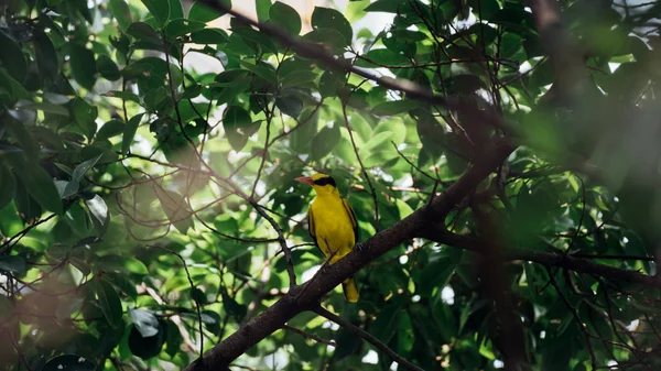 Pájaro Oriole Negro Oriolus Chinensi Color Amarillo Encaramado Árbol Una — Foto de Stock