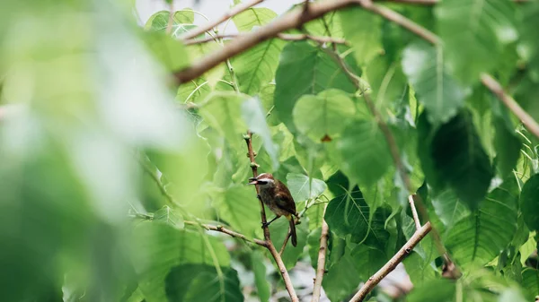 Pájaro Bulbul Ventilación Amarilla Pycnonotus Goiavier Negro Amarillo Marrón Encaramado —  Fotos de Stock