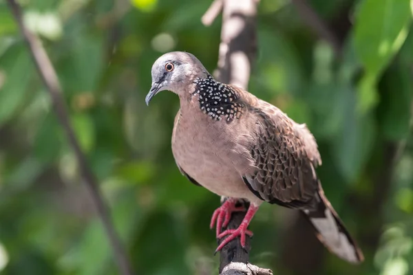 Pássaro Pomba Pombo Desambiguação Pombos Pombas Empoleirados Uma Árvore Uma — Fotografia de Stock