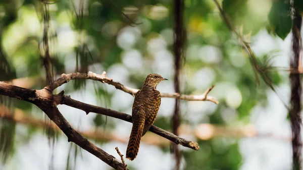 Bird Plaintive Cuckoo Cacomantis Merulinus Negro Amarillo Marrón Naranja Encaramado —  Fotos de Stock