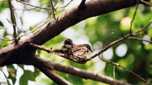 Kuş Malezya Tarihimin Alaca Rhipidura Javanica Siyah Beyaz Renk Olan — Stok fotoğraf