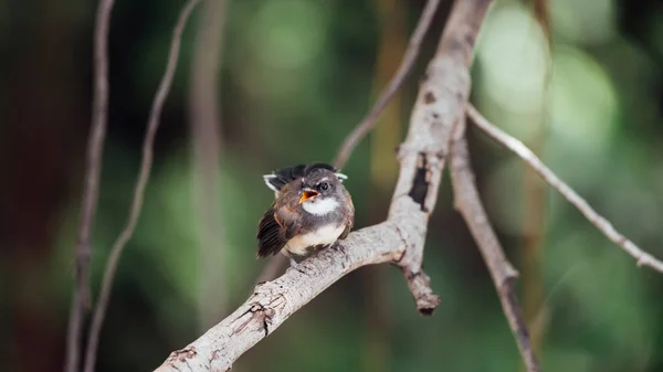 Uccello Malese Pied Fantail Rhipidura Javanica Colore Bianco Nero Arroccato — Foto Stock