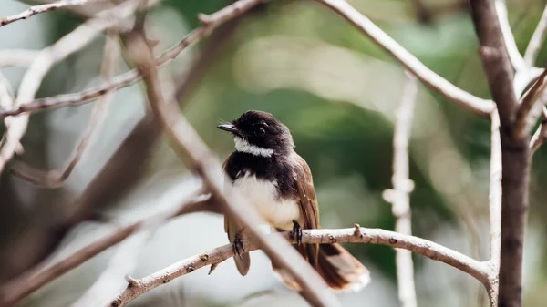 Bird Malaysian Pied Fantail Rhipidura Javanica Color Blanco Negro Encaramado —  Fotos de Stock