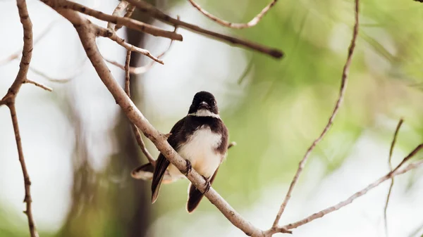 Pássaro Malaio Pied Fantail Rhipidura Javanica Cor Preto Branco Empoleirado — Fotografia de Stock