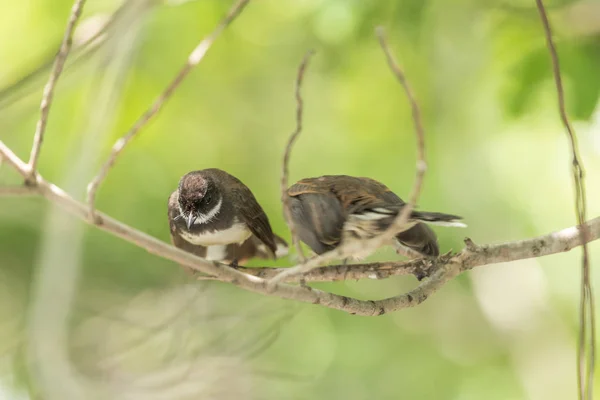 Deux Oiseaux Malaysian Pied Fantail Rhipidura Javanica Couleur Noire Blanche — Photo