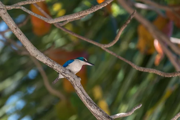 Bird (Collared kingfisher, White-collared kingfisher) blue color and white collar around the neck perched on a tree in a nature mangrove wild