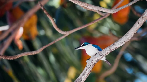 Bird (Collared kingfisher, White-collared kingfisher) blue color and white collar around the neck perched on a tree in a nature mangrove wild