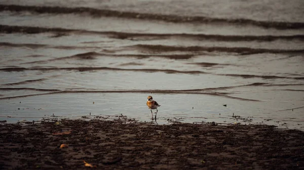 更大的沙子船 Charadrius Leschenaultii 是一个小鸻在小船家庭鸟在海在自然狂放 — 图库照片