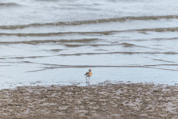 更大的沙子船 Charadrius Leschenaultii 是一个小鸻在小船家庭鸟在海在自然狂放 — 图库照片