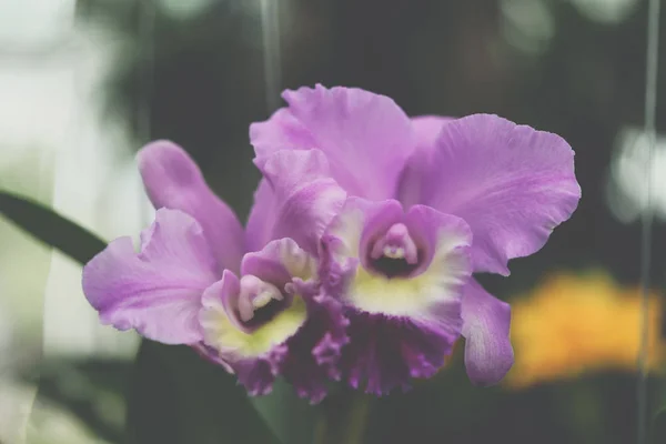 Flower (Orchidaceae or Orchid Flower) purple and pink color, Naturally beautiful flowers in the garden