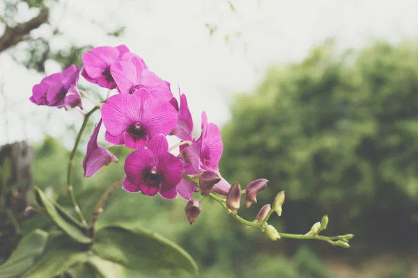 Flower (Orchidaceae or Orchid Flower) purple and pink color, Naturally beautiful flowers in the garden