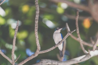 Vahşi doğa mangrov ağaçta kuş (yakalı yalıçapkını, beyaz yakalı kingfisher) mavi renkli ve beyaz yaka boyun etrafında tünemiş