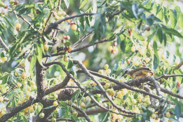 メグロヒヨドリ Pycnonotus Goiavier 黄色と茶色の色 野生の自然の木腰掛け — ストック写真