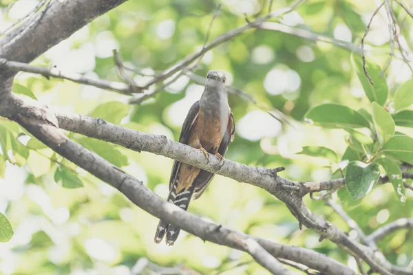 Bird Plaintive Cuckoo Cacomantis Merulinus Negro Amarillo Marrón Naranja Encaramado —  Fotos de Stock