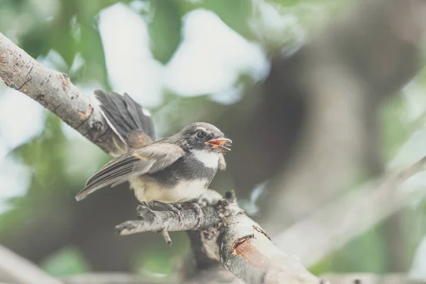 Bir Ağaç Vahşi Doğada Kuş Malezya Tarihimin Alaca Rhipidura Javanica — Stok fotoğraf