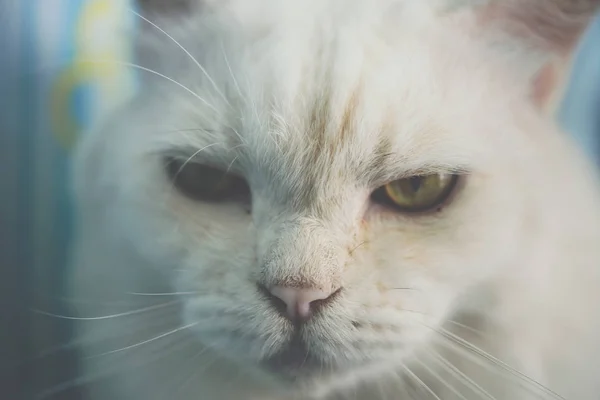 Gato Mamífero Tipo Animal Mascota Color Blanco Tan Lindo Sentado —  Fotos de Stock