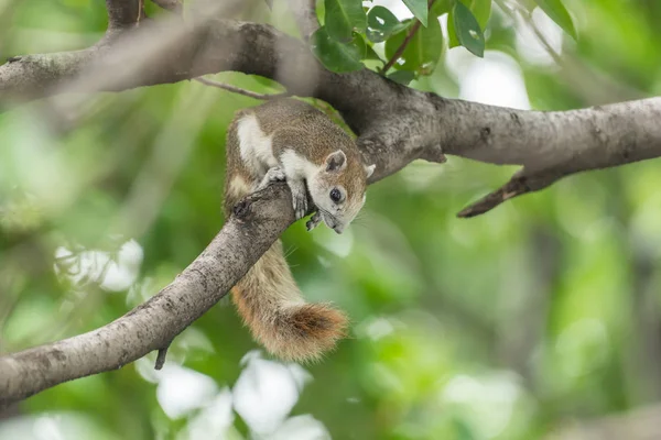 Squirrel Mammal Animal Member Family Sciuridae Brown Color Tree Nature — Stock Photo, Image