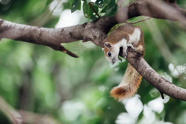 Esquilo Animal Mamífero Membro Família Sciuridae Cor Marrom Uma Árvore — Fotografia de Stock