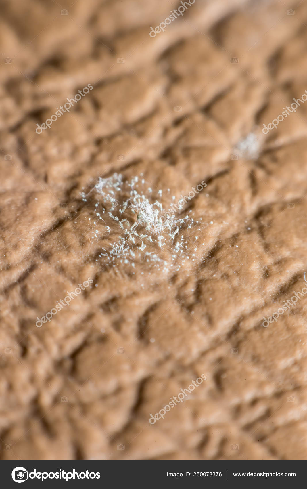 Urédie — Wikipédia, image size:1068x1700