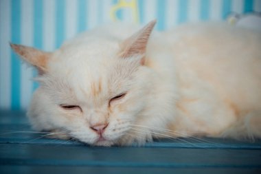 Kedi uyku üzerinde ahşap sandalye ne zaman seyahat